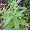 Lemon Verbena